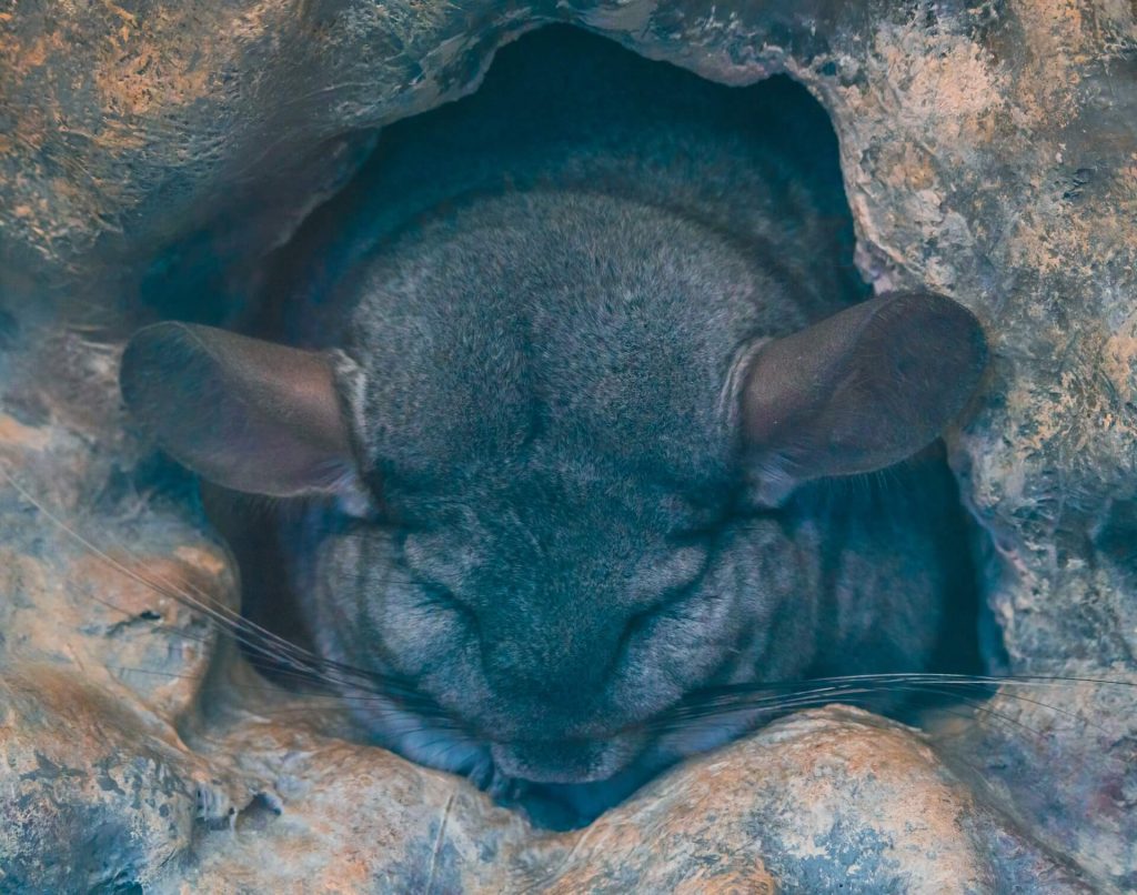 Chinchilla schläft friedlich in einem kuscheligen Loch.