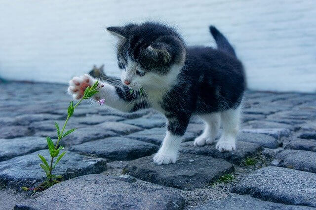 Hauskatze, die mit einer Blume spielt