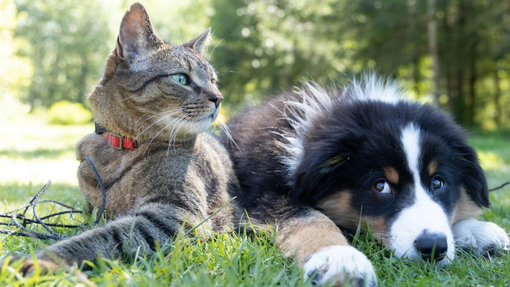 Eine Katze und ein Hund sitzen Seite an Seite im Gras 